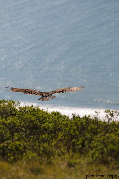 vulture2011d07c013.jpg