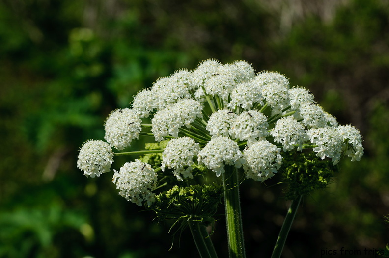 wildflowers2011d15c014.jpg