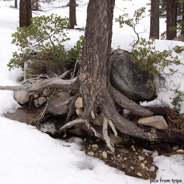 stump2011d04c016.jpg