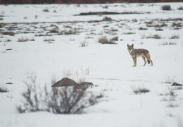 Coyotes in the snow