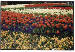spring flowerbeds in Karlsruhe