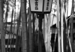 bamboo and lantern