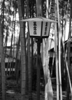 bamboo and lantern