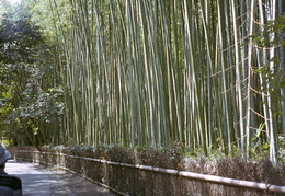 bamboo forest