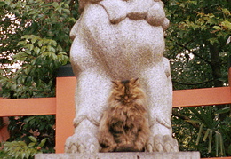 cat & lion