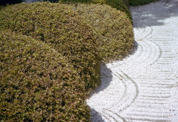 traked stones, groomed hedges