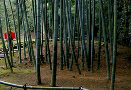 bamboo& bumpershoot