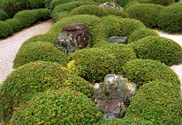 shrubs & stones