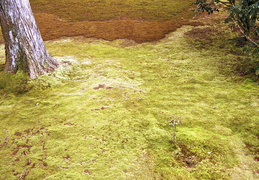 mossy grounds of Sanzen-in temple