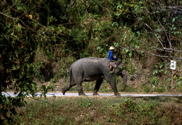 elephant heading down the road