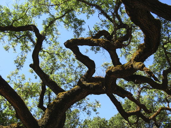craggy oak
