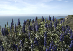 wildflowers along the coast