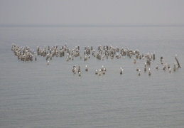 birds on Lake Michigan