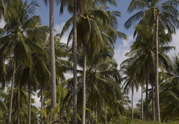 palms along Khao Lak