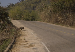 pigs in the road