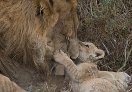 Lion & cub