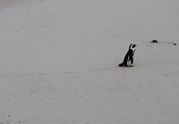 penguin walking along the beach