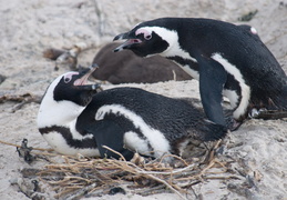 penguins arguing over a nest