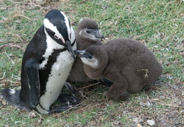 penguin with chicks