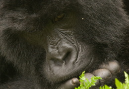 ponderous gorilla
