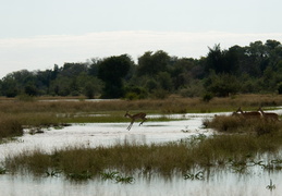 Impala crossing a stream