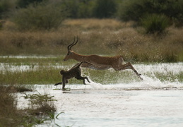 Baboons & Impala crossing a stream