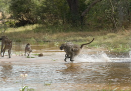 Baboons crossing a stream