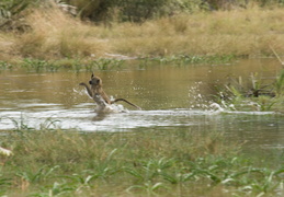 Baboon crossing a stream
