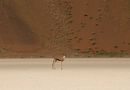 Springbok among the dunes