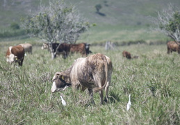 cows and egrets