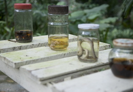preserved critters