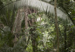 jungle palms