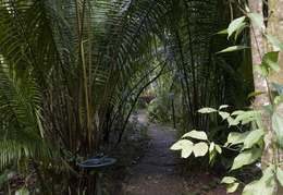 more pathways through the Jaguar Paw Lodge property