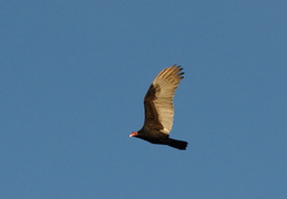 turkey vulture circling