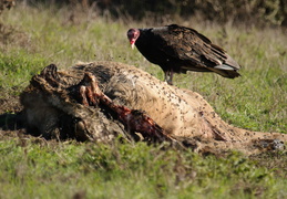 Turkey Vulture and tule elk carcas