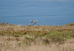 Elk antlers in Marin