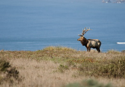Tule Elk in front of the Pacific 
