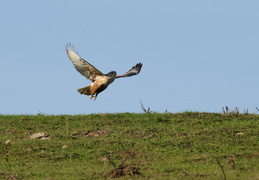 Red-tailed hawk landing in the grass