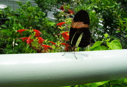 butterfly in the academy of sciences