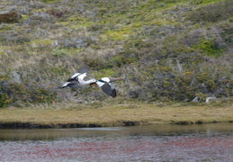 Upland Geese