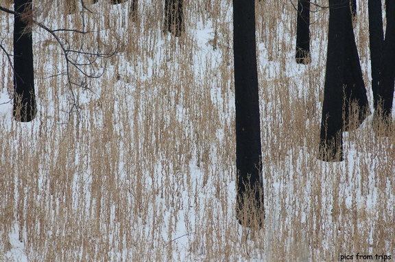 charred trunks in the snow