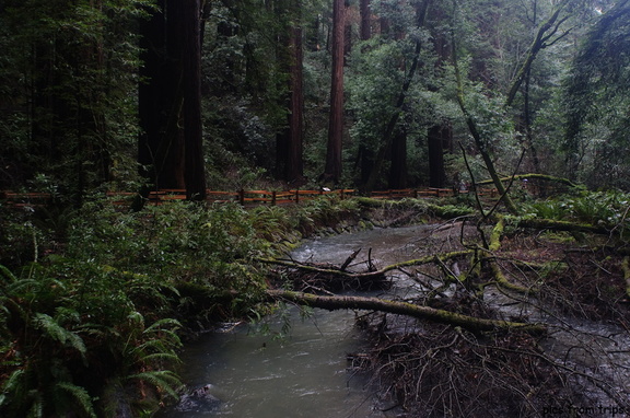 Redwoods & Creek