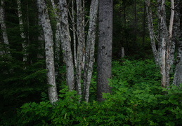 trees2011d24c378